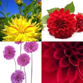 4 Fotos 1 Palavra Enigma diário Janeiro 19 2026