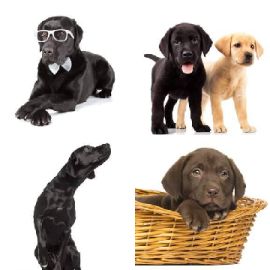 4 Fotos 1 Palavra Enigma diário Fevereiro 23 2026