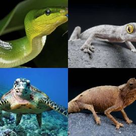 4 Fotos 1 Palavra Enigma diário Maio 20 2018