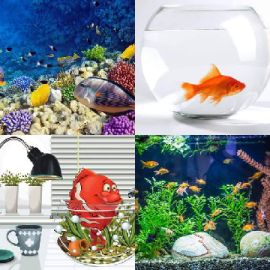 4 Fotos 1 Palavra Enigma diário Fevereiro 15 2018